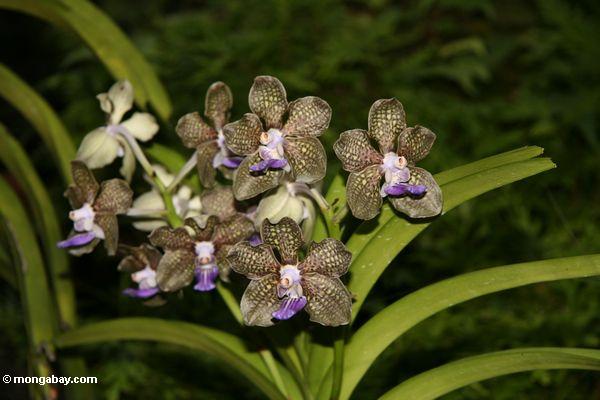 Schwärzliche Orchidee mit Purpurrotem und Weiß zerteilt