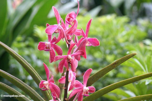 Fuschia-farbige Orchideen