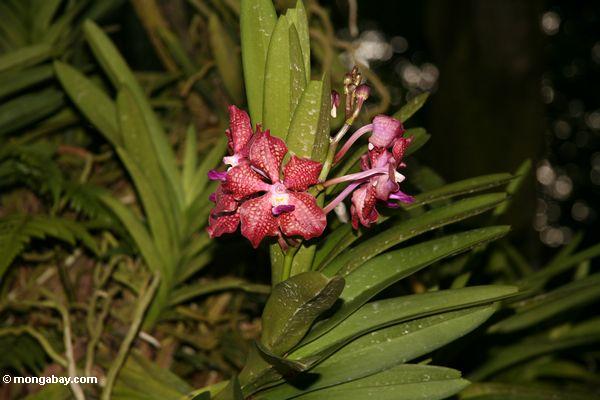 Rötliche Orchidee