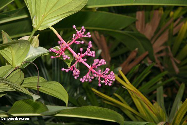 Pinkish-purpurrote Blume knospt