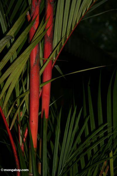 Rote Bambus