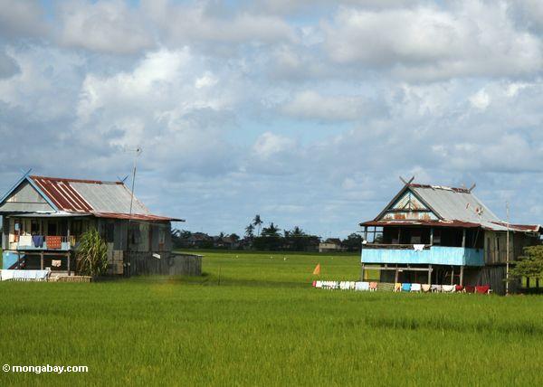 Die Sulawesi Häuser, die durch Reis umgeben werden, fängt
