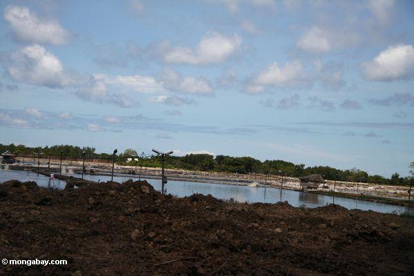 Garnele Aquaculture hat ersetzt Mangrovewälder in Sulawesi