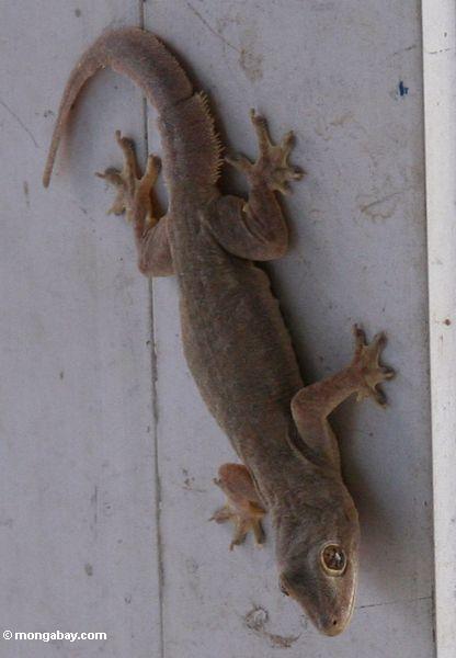 Haus Gecko
