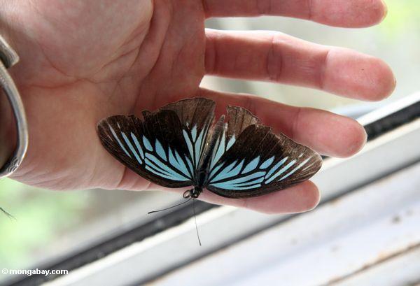 Irisierender blauer und schwarzer Schmetterling in der Hand