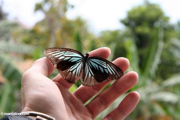 Irisierender Türkis und schwarzer Schmetterling in der Hand