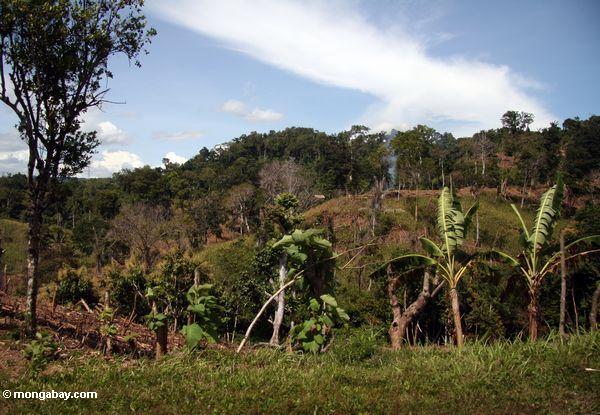 Umwandelnder Wald für Landwirtschaft in Sulawesi