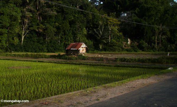 Hütte in einem Reis fangen