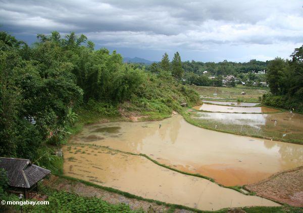 Schlammiger Reis fängt im Toraja Land