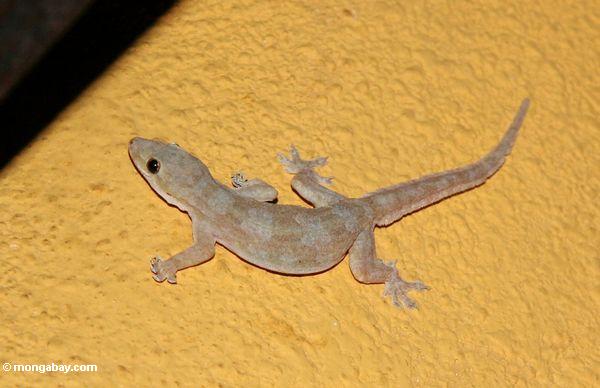 Gecko auf gelb-orangeem Hintergrund Toraja