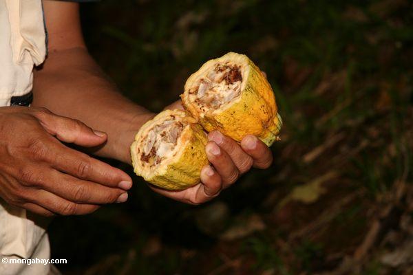 Kakaohülse, verrottetes wegen des Krankheit