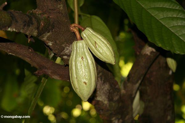 Grüne Kakaohülsen noch auf dem Baum