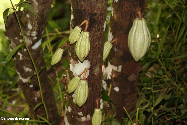 Unausgereiftes grünes Kakaohülsen