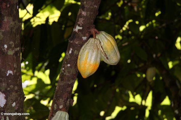 Reifende Kakaohülsen noch auf dem Baum