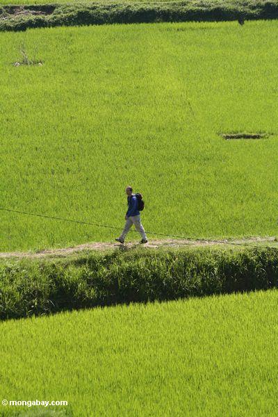 Der Tourist, der über eine Steuer in einem Reis geht, fangen