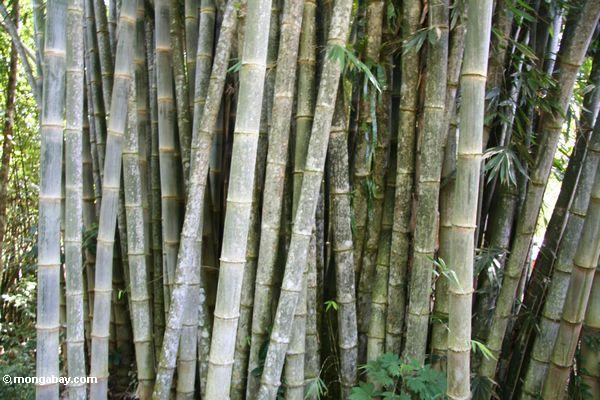 Riesiges Bambus