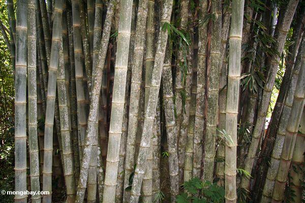 Riesiges Bambus (Dendrocalamus giganteus)