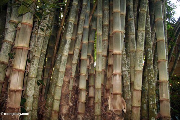 Sekitar 159 spesies bambu tumbuh di Indonesia yang sebanyak 88 jenisnya merupakan tanaman endemik. Foto: Rhett Butler