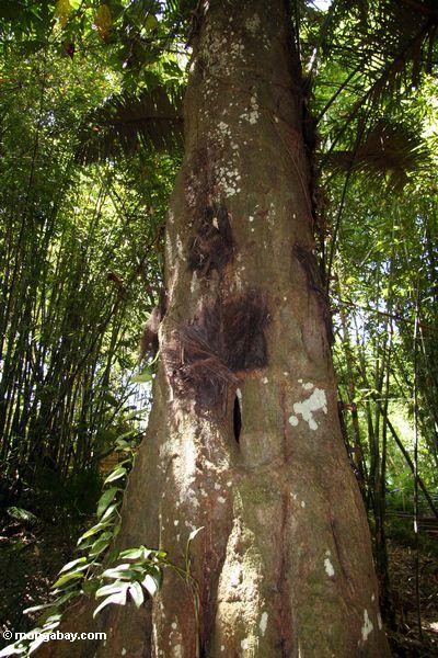 Ernster Baum des Babys Sarapung