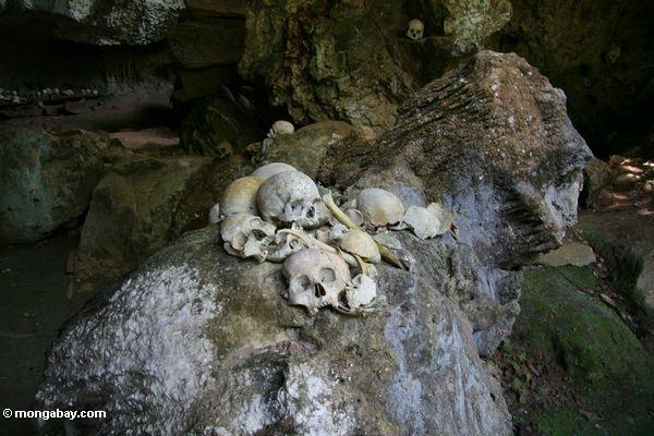 Menschliche Schädel in der Höhle bei Londa Nanggala