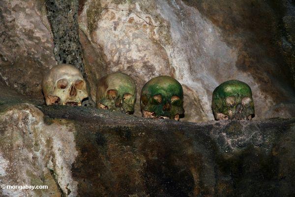 Alge-bedeckte Schädel in der Höhle Londo Nanggala Toraja