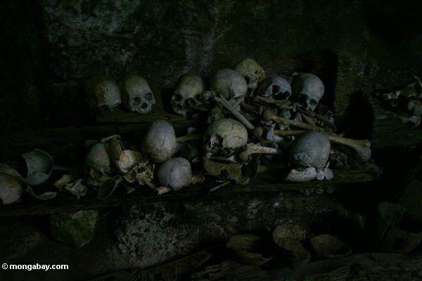 Mensch bleibt in der Höhle Londa Nanggala
