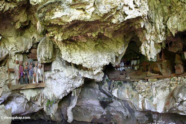 Londa Nanggala Höhle mit hölzernen Begräbnis- Bildnissen und hängendem Särge