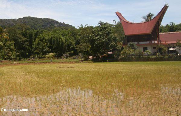 Reis fängt mit rot-roofed aber traditioneller Troraja Struktur im Hintergrund
