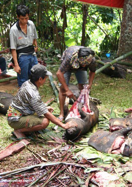 Schlachten eines Schweins an einer Begräbnis- Zeremonie Sulawesi