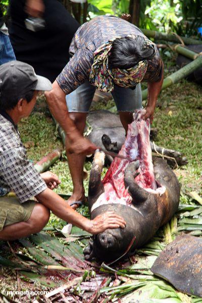 Gemetzel eines Schweins an einer Begräbnis- Zeremonie im Toraja Land