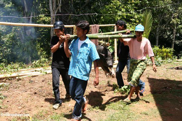 Männer, die Schwein für Gemetzel Toraja