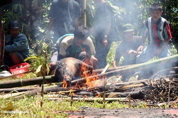 Schwein am Begräbnis- Zeremonie Toraja