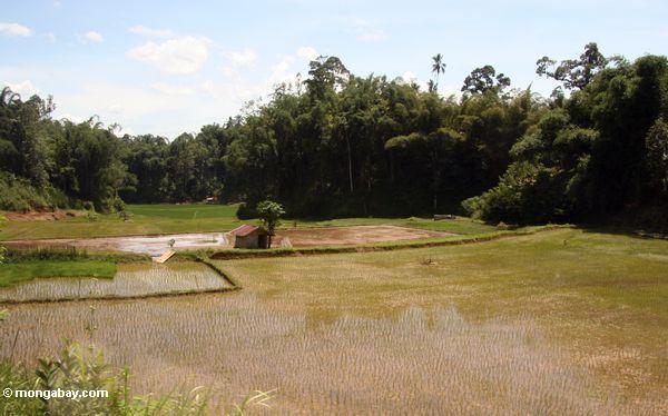 Reis fängt im Toraja Land