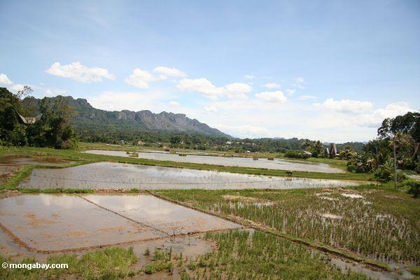 Reis fängt vom Toraja Land