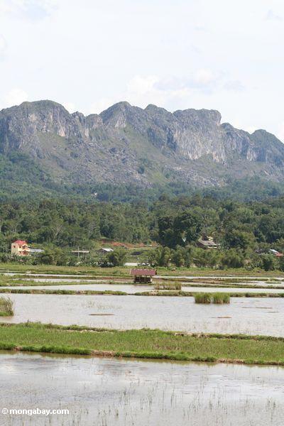 Reis fängt zurückgezogen durch Berg