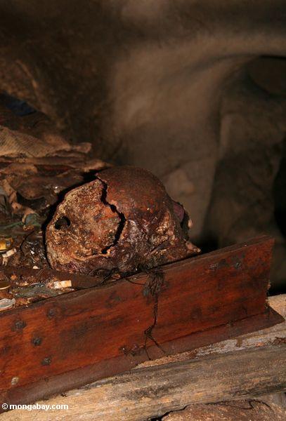 Schädel in der Höhle Londa Nanggala