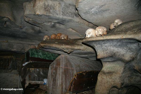 Schädel und Särge in der Höhle bei Londa Nanggala
