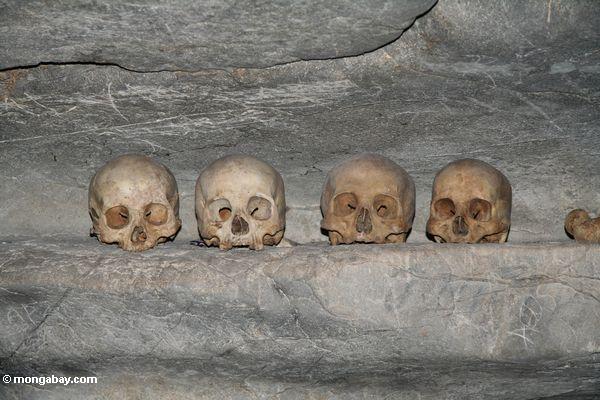 Menschliche Schädel in der Höhle bei Londa Nanggala