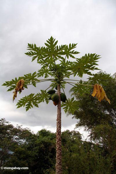 Papayabaum mit Papayas