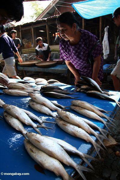 Vorwählend unter Fischen am Markt in Rantepao