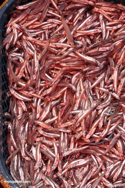 Rote Sardellen am Fischmarkt in Rantepao