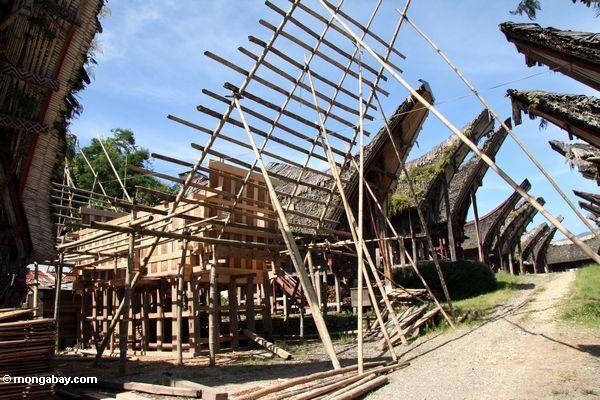 Aufbau eines traditionellen Hauses Palawa