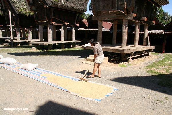 Frau, die trocknenden Reis am Palawa Dorf Toraja