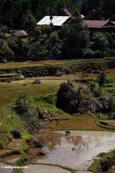 Arbeiter in den Reispaddys von Batutomonga