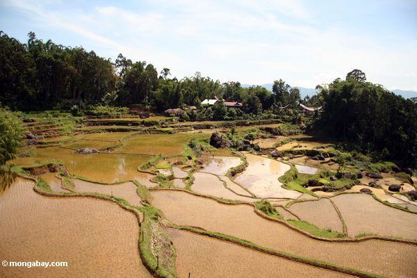 Terassenförmig angelegte Reispaddys von Batutomonga