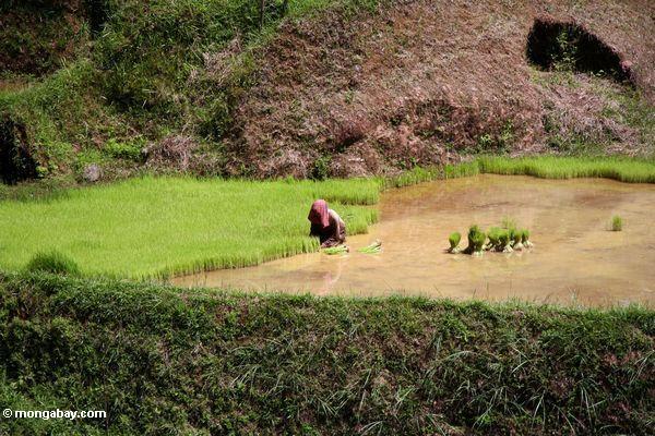 Die Frau, die im Batutomonga Reis errichtet, fangen