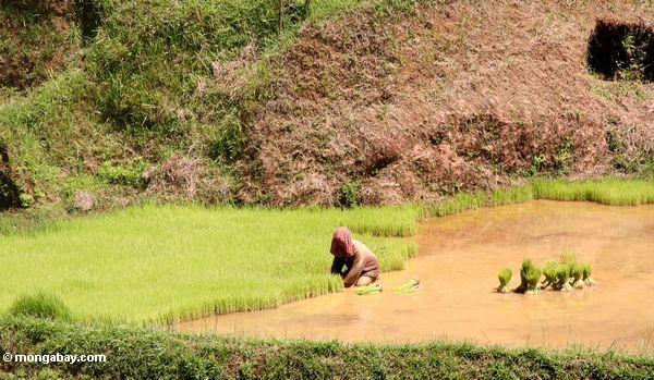 Terassenförmig angelegter Reis fängt Batutomonga