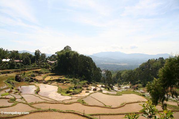 Terassenförmig angelegte Reispaddys von Batutomonga
