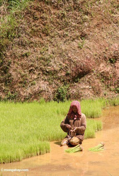Женщина посадки риса на рисовых