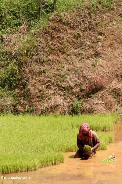 Женщина посадки риса в области